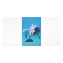 dolphin II Picture Card