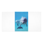 dolphin II Picture Card