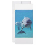dolphin II rack cards