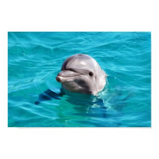 Dolphin in Blue Water Photo Print