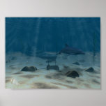 Dolphin Journey posters