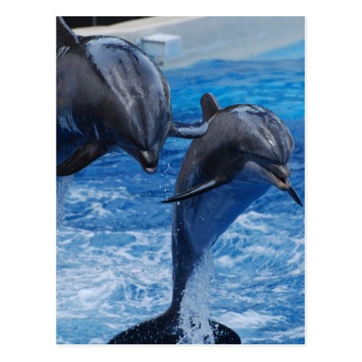 Dolphin Jumping  Postcard