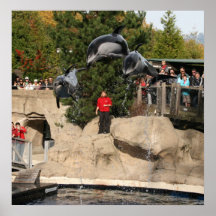 Dolphin Leap Poster