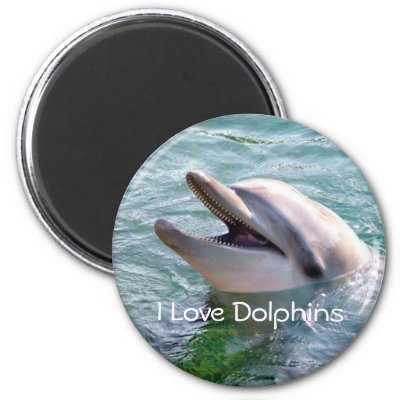 Dolphin Magnet