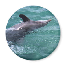 Dolphin magnets by TravellingSue Dolphin magnets