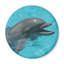 dolphin magnets