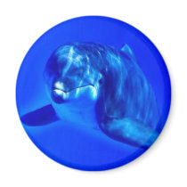 Dolphin Magnets