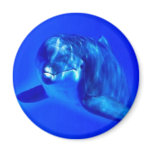 Dolphin magnets