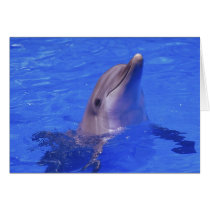 Dolphin Nose Cards
