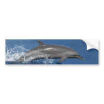 Dolphin Photo Bumper Stickers