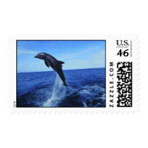 Dolphin Photo Postage