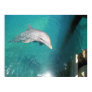 Dolphin Photo