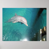 Dolphin Photo Print
