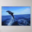 Dolphin Photo Poster posters