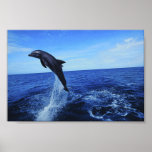 Dolphin Photo Poster