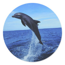 Dolphin Photo Stickers
