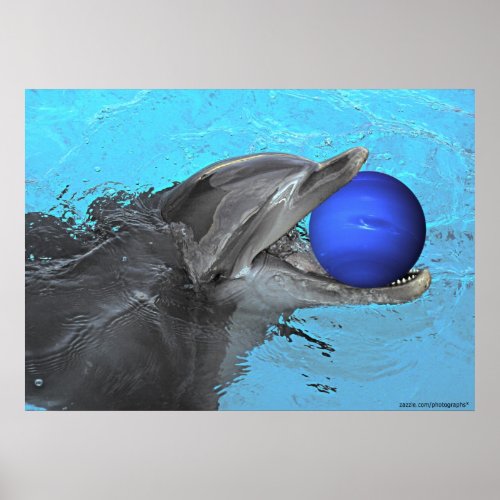 Dolphin plays with Neptune print