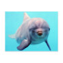 Dolphin portrait post card
