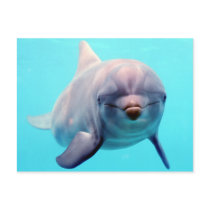 Dolphin portrait postcards