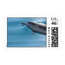 Dolphin stamps
