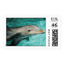 Dolphin postage