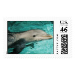 Dolphin Postage Stamp