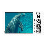 Dolphin Stamp