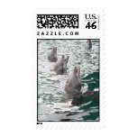 Dolphin Postage