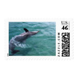 Dolphin Stamp