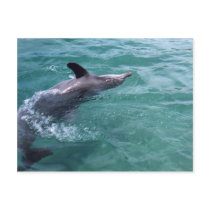 Dolphin postcards by TravellingSue Dolphin postcards