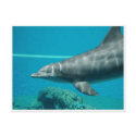 Dolphin postcards by Imageagent Dolphin postcards