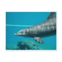 Dolphin postcards