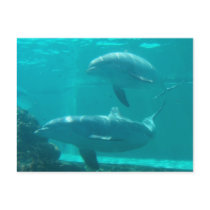 Dolphin Postcard