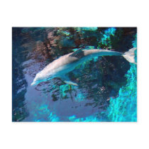 Dolphin postcard by dduhaime55 Dolphin postcard