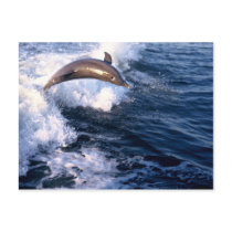 Dolphin postcards