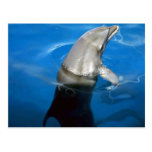 Dolphin Postcards