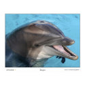 Dolphin posters