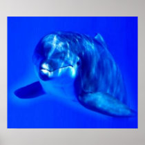 Dolphin Poster