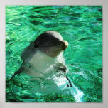 Dolphin Poster