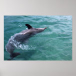 Dolphin Print