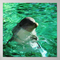 Dolphin Poster