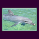 dolphin print premium gloss