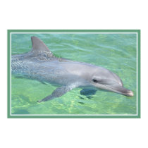 dolphin print premium gloss by FamilyNature dolphin print premium gloss