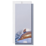 Dolphin rack cards