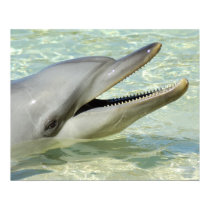 Dolphin Smile posters