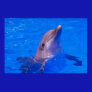 Dolphin Smiles Poster
