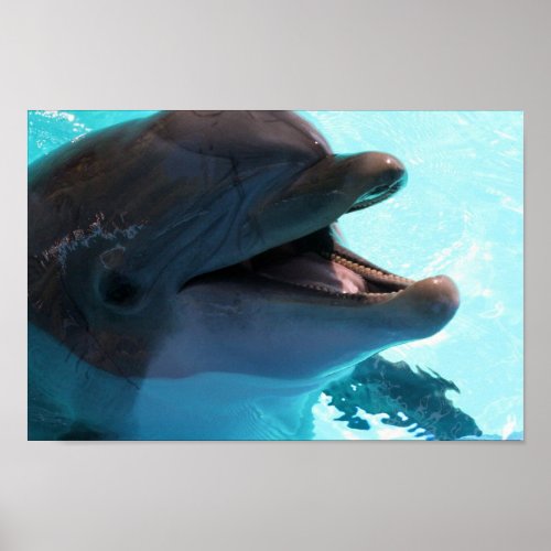 Dolphin Smiles Poster print