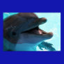 Dolphin Smiles Poster