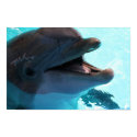 Dolphin Smiles Poster posters