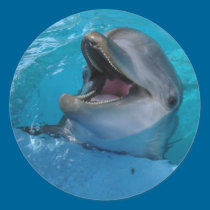 Dolphin Smiles Sticker stickers